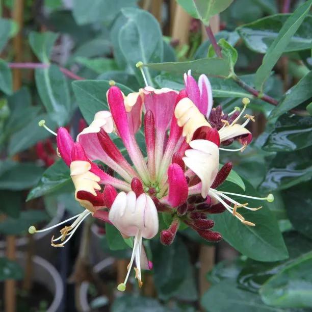 Serotina Honeysuckle Flowers