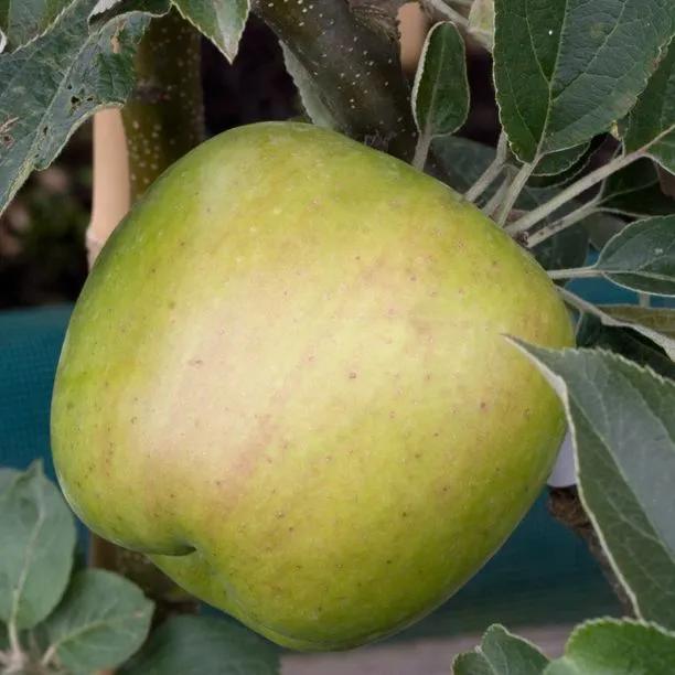 Lord Derby Apples on the tree