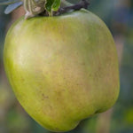 Lord Derby Apples on the tree