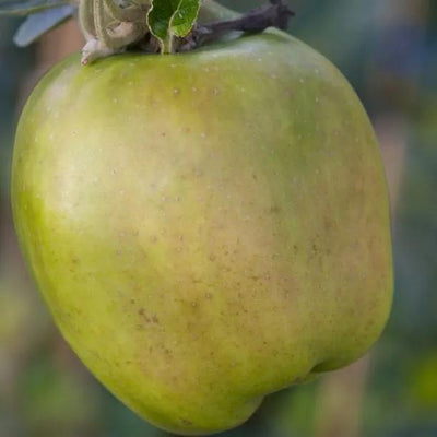 Lord Derby Apples on the tree