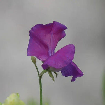 Lord Nelson Sweet Pea Flowers