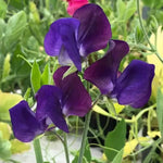 Lord Nelson Sweet Pea Flowers