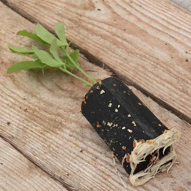 Lord Nelson Sweet Pea Seedling in a Jumbo Plug Showing Good Root Development