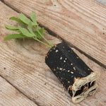 Lord Nelson Sweet Pea Seedling in a Jumbo Plug Showing Good Root Development