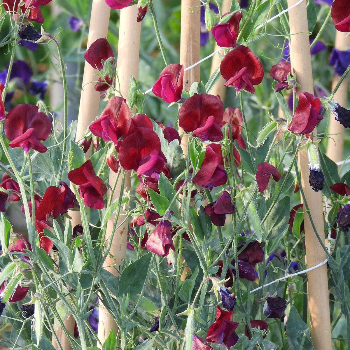 Vibrant red and purple sweet pea flowers growing on a trellis with light wood stakes in a garden setting.