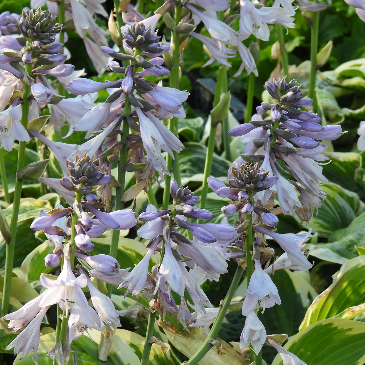 Purple and white hosta flowers and green variegated leaves in a garden setting.