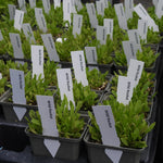 Row of potted plants with labels indicating 'Wild Rocket' in a greenhouse setting.