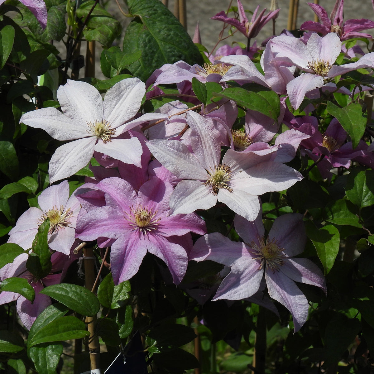 Sally Clematis Flowers