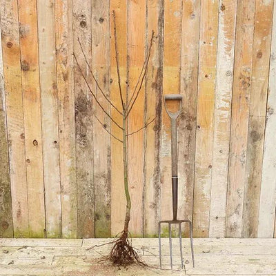 Bareroot Louise Bonne of Jersey Pear Bush Tree