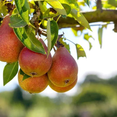 Louise Bonne of Jersey Pears on the tree