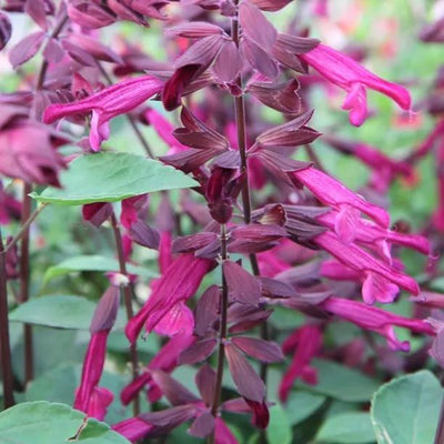 Love and Wishes Salvia Flowers