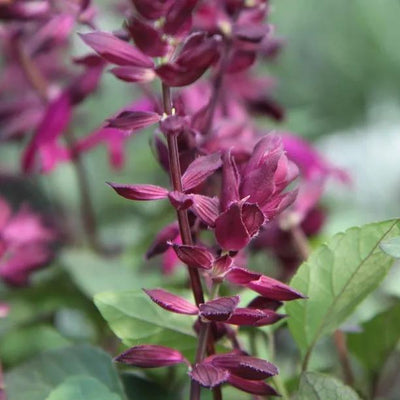 Love and Wishes Salvia Flowers