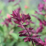 Love and Wishes Salvia Flowers