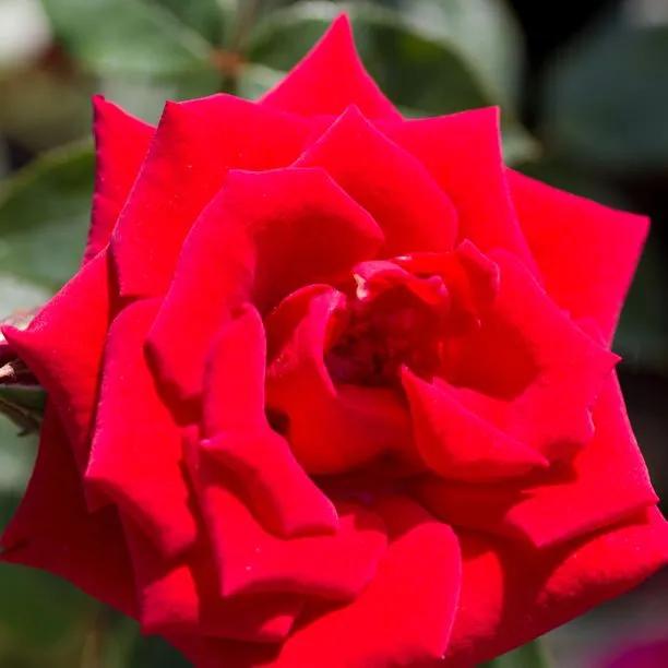 Love Knot Rose – Deep Crimson-Red Patio Climber to 2m