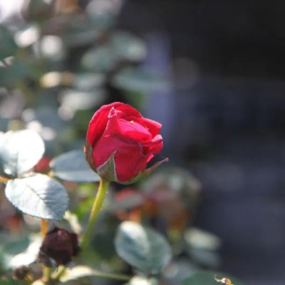 Love Knot Climbing Rose Flowers