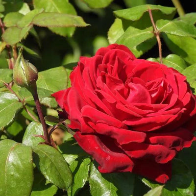 Loving Memory Rose Flowers