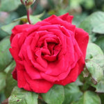 Loving Memory Rose Flowers