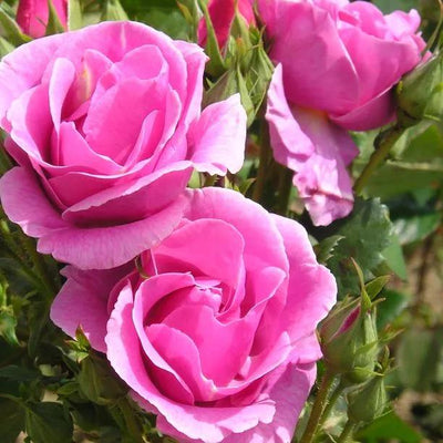 Lucky Floribunda Rose Flowers