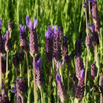 Lusi Purple Lavender Flowers