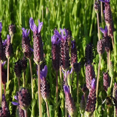 Lusi Purple Lavender Flowers