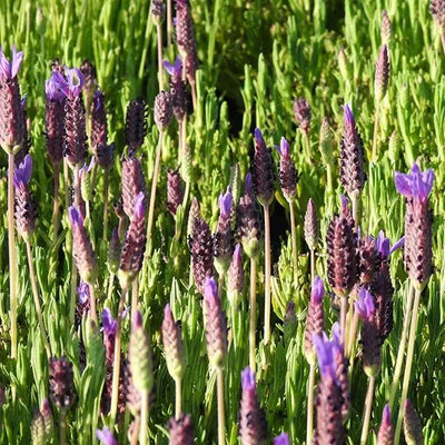 Lusi Purple Lavender Flowers