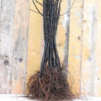 Apple Tree Rootstocks – M27 M9 MM106 & M25 Malling