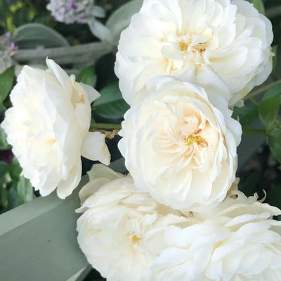 MacMillan Nurse Shrub Rose Flowers
