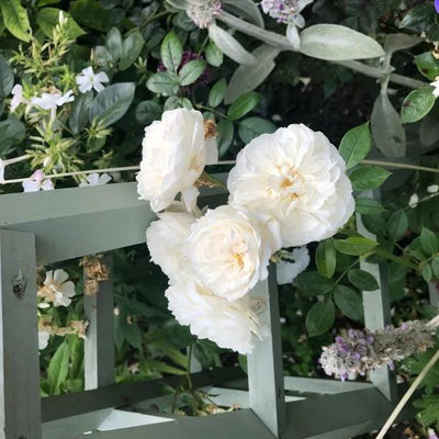 MacMillan Nurse Shrub Rose Flowers