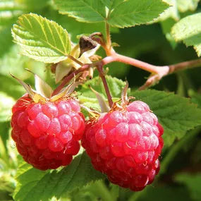 Malling Leo Raspberry Plants