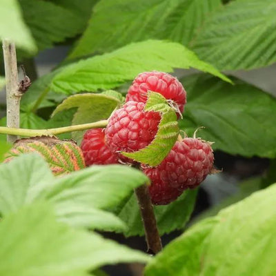 Malling Promise Raspberry Fruit on the Bush