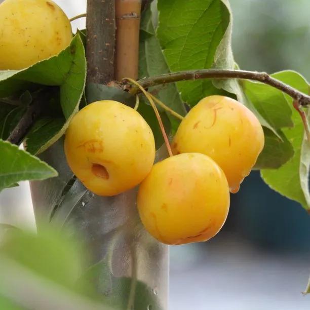 Butterball Crabapple Fruit on the tree