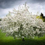 Evereste Crab Apple Tree in Flower