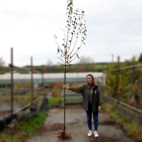 Bareroot Evereste Crab Apple 8cm to 10cm girth standard Tree