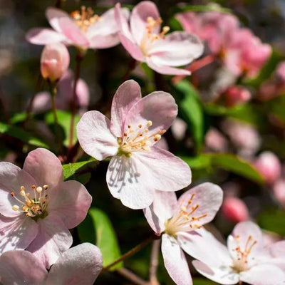Hupehensis crabapple  Flowers