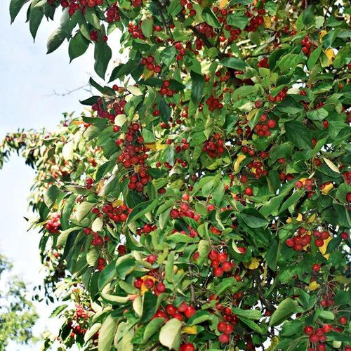 Hupehensis crabapple Fruit on the tree