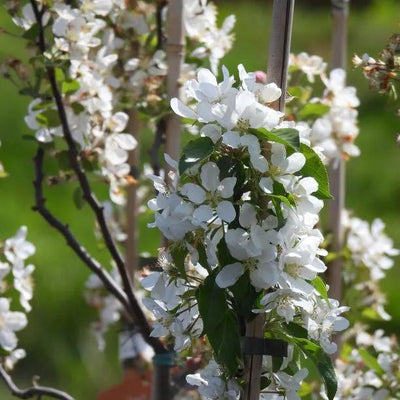 John Downie Crab Apple  Flowers