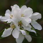 John Downie Crab Apple  Flowers