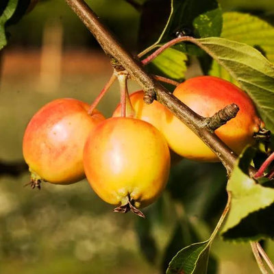 John Downie Crab Apples on the tree