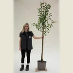 John Downie Crabapple Half Standard Tree - 15 Litre Pot