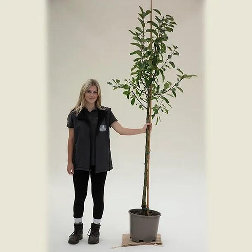 John Downie Crabapple Half Standard Tree - 15 Litre Pot