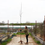 Bareroot John Downie Crabapple 6cm to 8cm girth Standard Tree