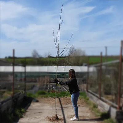 Bareroot 'Profusion' Crabapple 6cm to 8cm girth Standard Tree