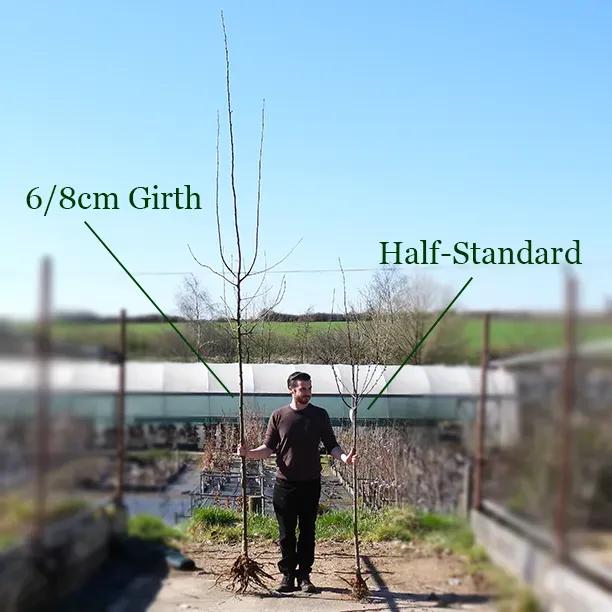 Bareroot Red Sentinel Crab Apple, 6cm to 8cm girth standard compared to a half-standard tree