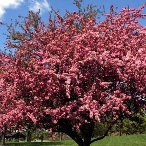 Mature Rudolph crab apple tree in flower