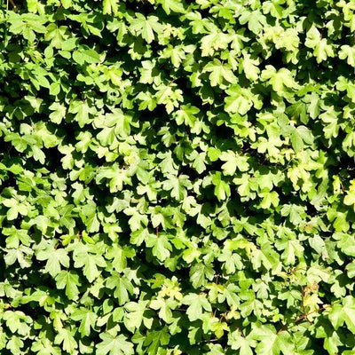Field Maple hedging