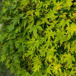 Japanese Maple hedging