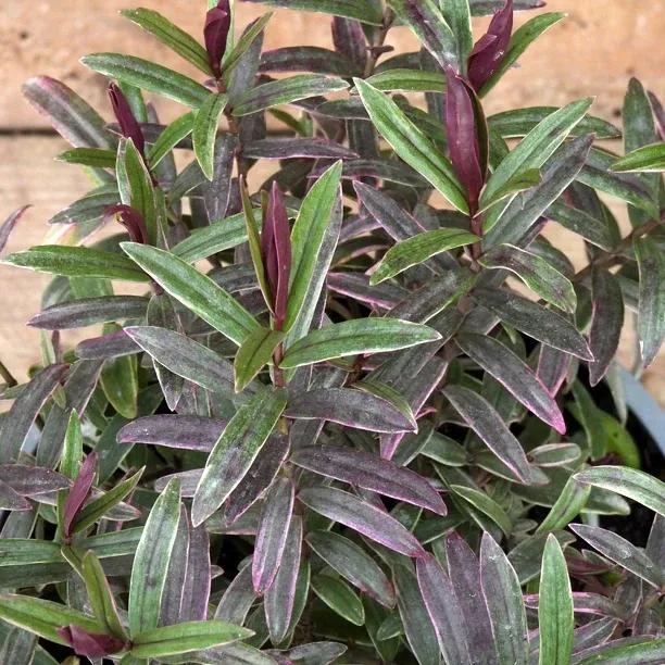 Marilyn Monroe Hebe Leaves