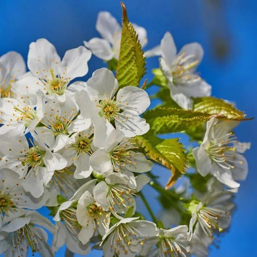 Marjorie's Seedling Plum Tree  Flowers