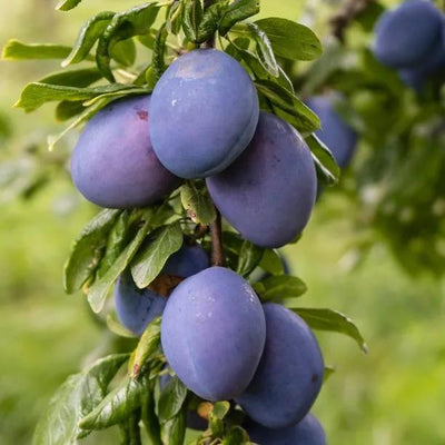 Marjorie's Seedling Plums on the tree