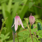 Markhams Pink Clematis Flowers in Spring